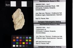 Foto (Objket + Etiketten) von Ambulocapsa novacula (Robins, Feldmann & Schweitzer, 2013) 